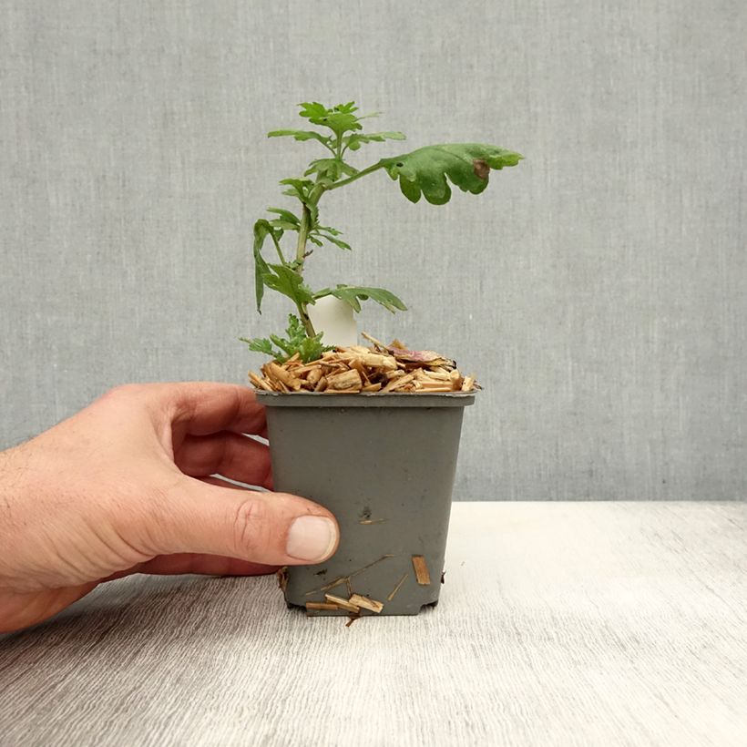 Chrysanthemum indicum Cedie Mason 8/9 cm pot sample as delivered in autumn
