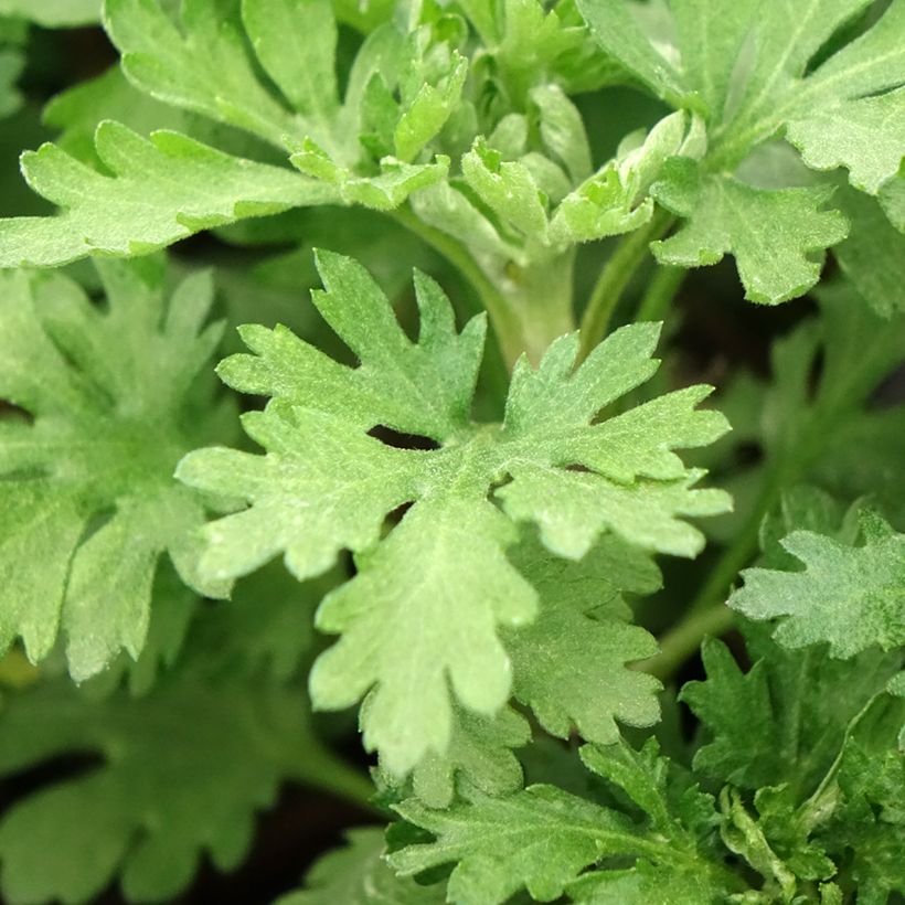 Chrysanthemum indicum Cedie Mason (Foliage)