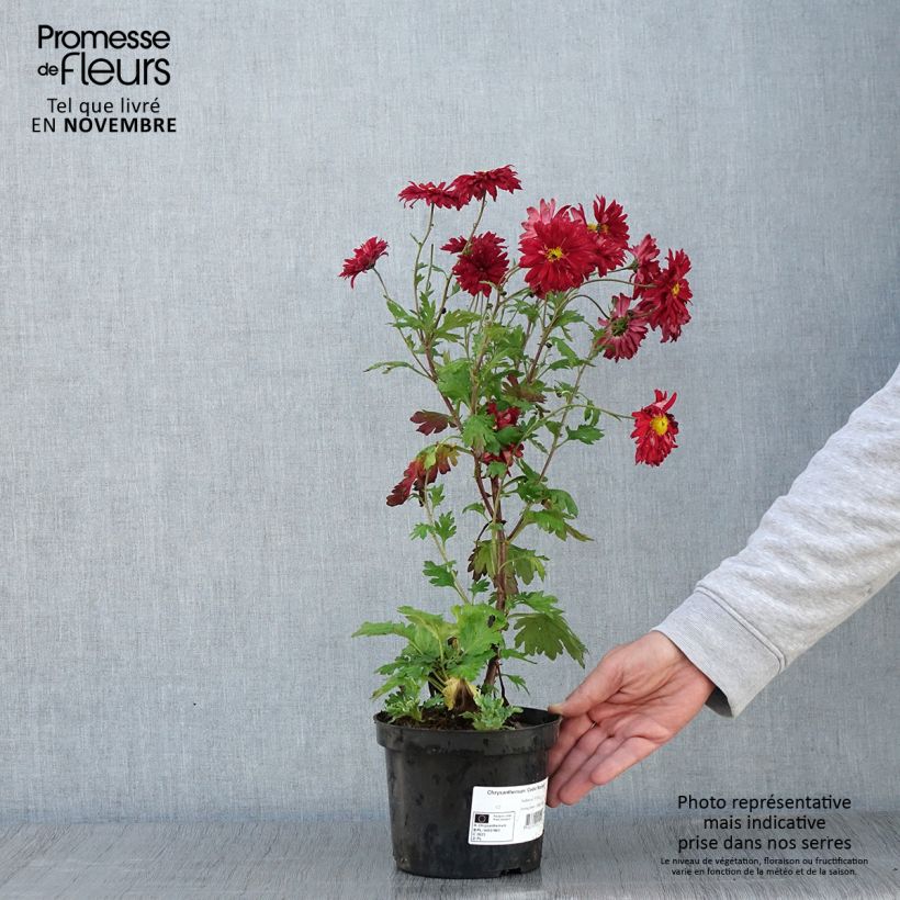 Chrysanthemum indicum Cedie Mason 2L/3L pot sample as delivered in autumn