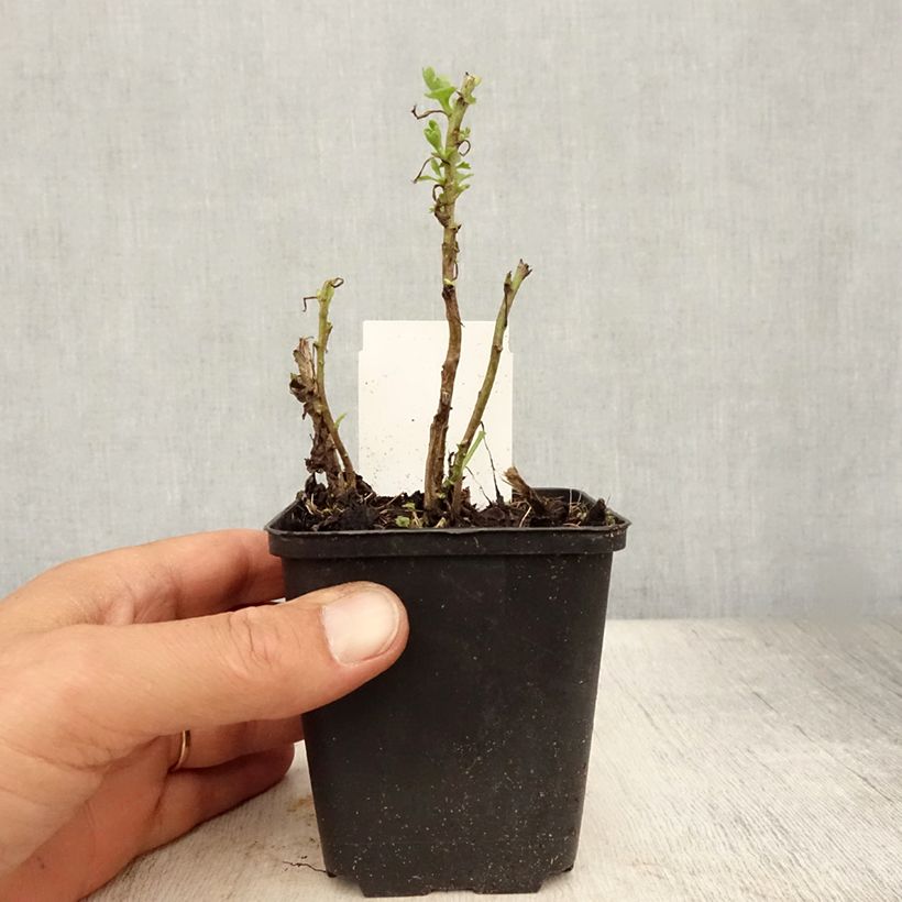 Chrysanthemum indicum Citronella 8/9 cm pot sample as delivered in summer