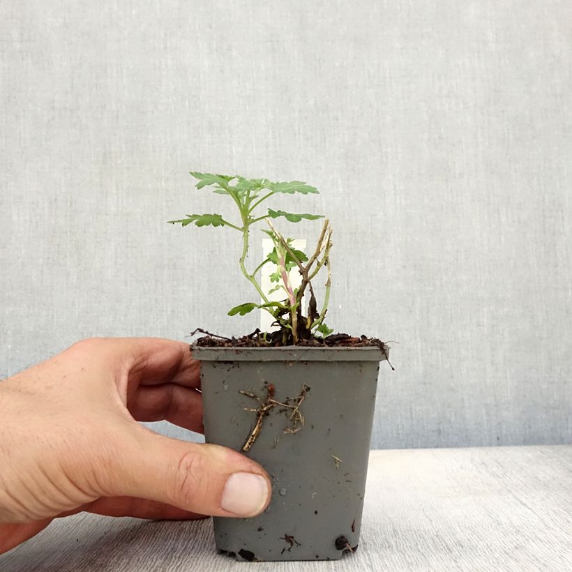 Chrysanthemum indicum Julia 8/9 cm pot sample as delivered in autumn