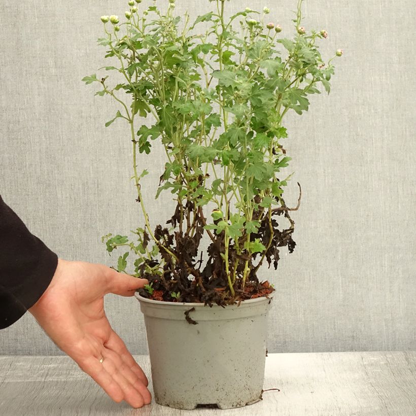 Chrysanthemum indicum Julia 2L/3L pot sample as delivered in autumn