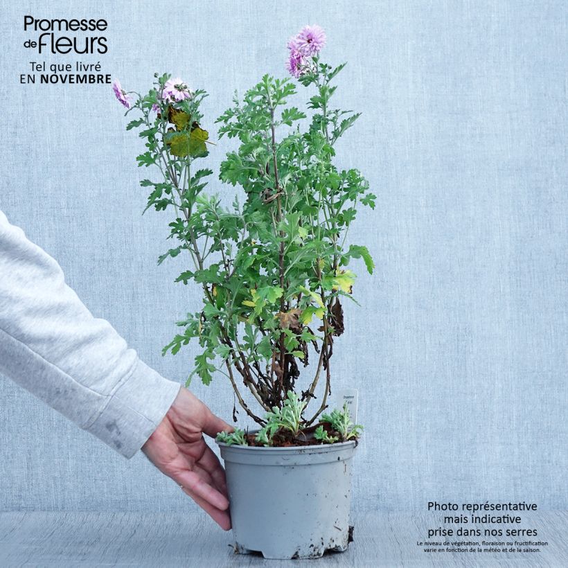 Chrysanthemum indicum Mei Kyo 2L/3L pot sample as delivered in autumn