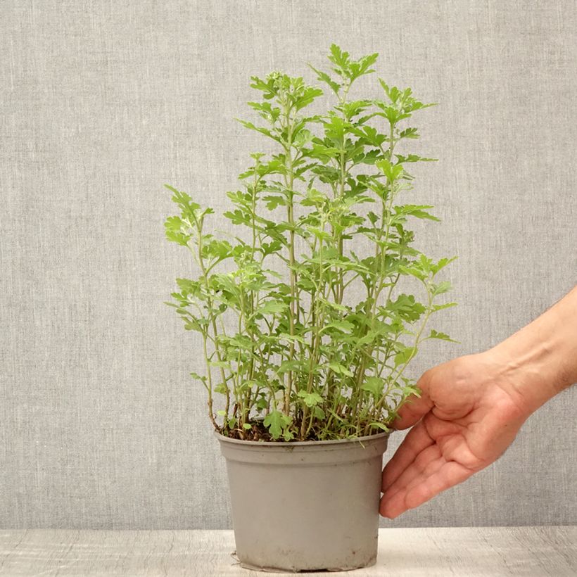 Chrysanthemum indicum Nantyderry Sunshine 2L/3L pot sample as delivered in summer