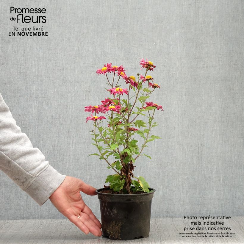 Chrysanthemum Oury 2L/3L pot sample as delivered in autumn