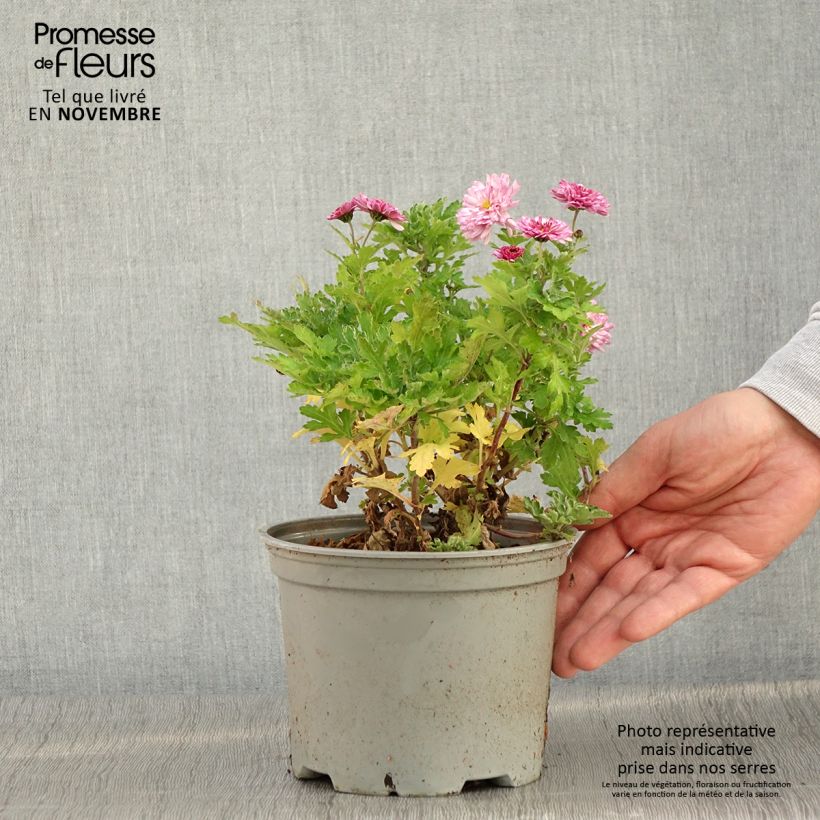 Chrysanthemum Rehauge 2L/3L pot sample as delivered in autumn