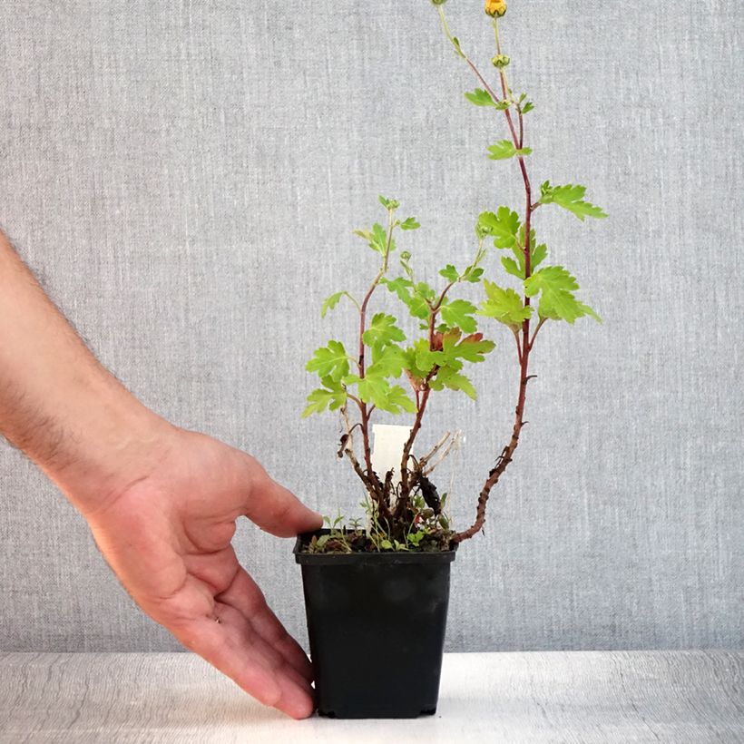 Chrysanthemum rubellum Last Sun 8/9 cm pot sample as delivered in summer
