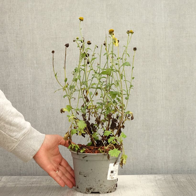 Chrysanthemum rubellum Last Sun 2L/3L pot sample as delivered in autumn