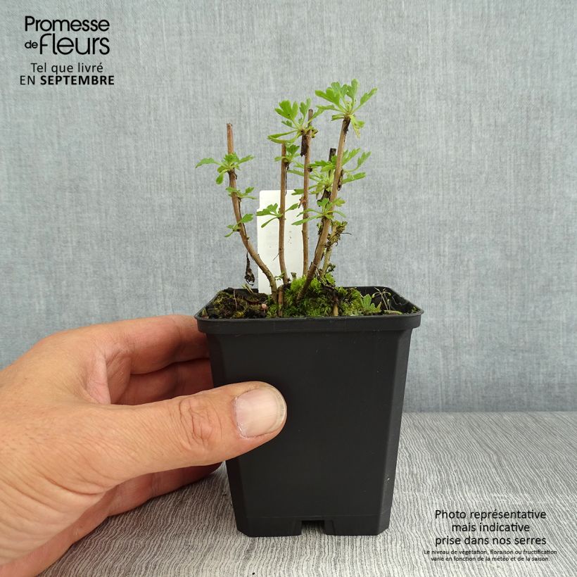 Chrysanthemum Duchess of Edinburgh 8/9 cm pot sample as delivered in summer