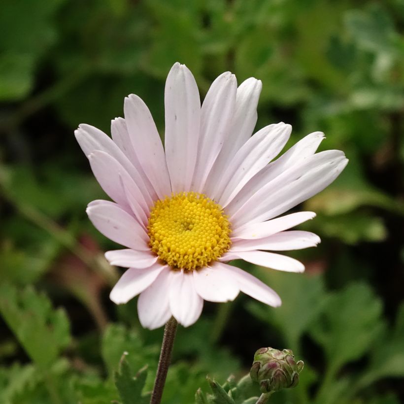 Chrysanthemum arcticum Roseum (Flowering)