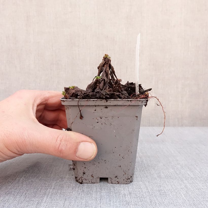 Chrysanthemum arcticum Roseum 8/9 cm pot sample as delivered in winter