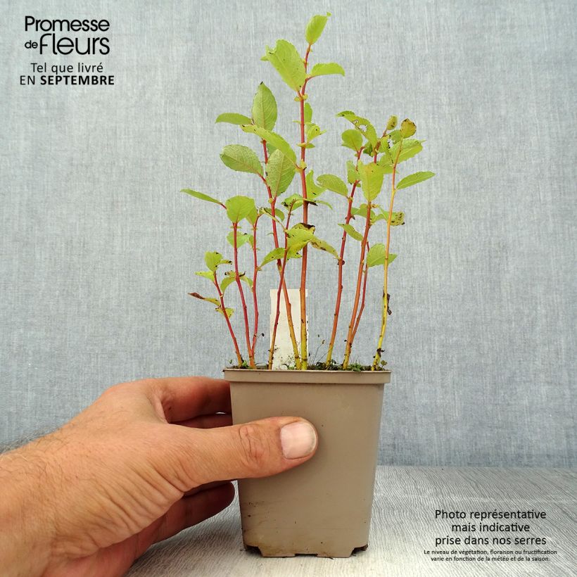 Chrysogonum virginianum André Viette 8/9 cm pot sample as delivered in summer