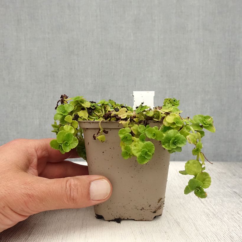 Chrysosplenium oppositifolium 8/9 cm pot sample as delivered in summer