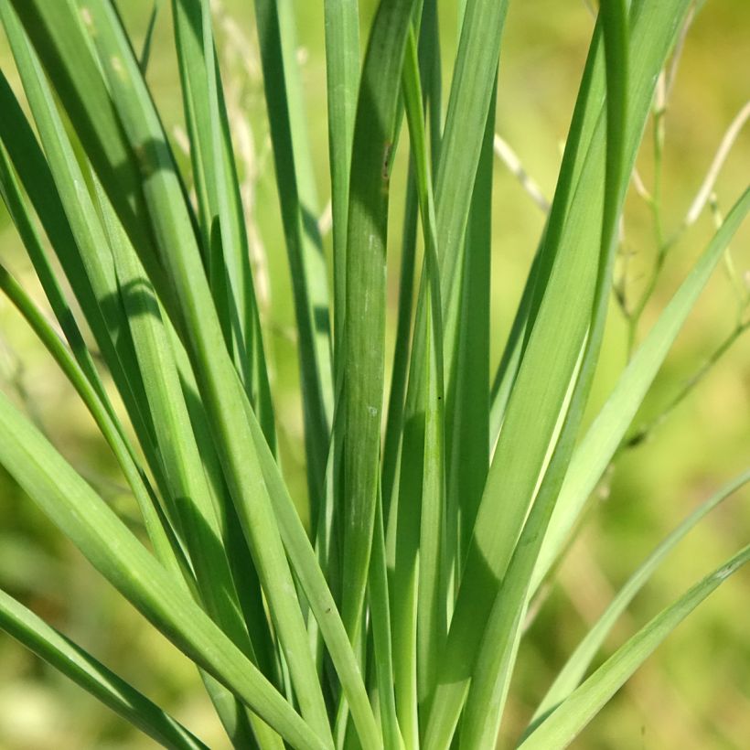 Chinese Chives plants - Allium tuberosum (Foliage)