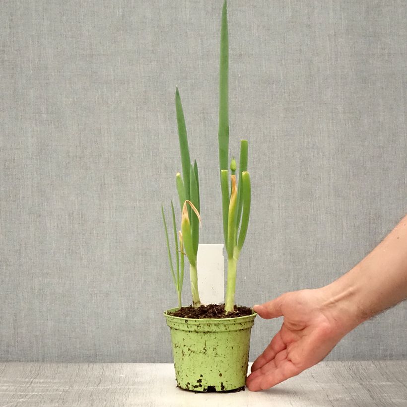 Organic Chive - Allium fistulosum 1L/1.5L pot sample as delivered in summer