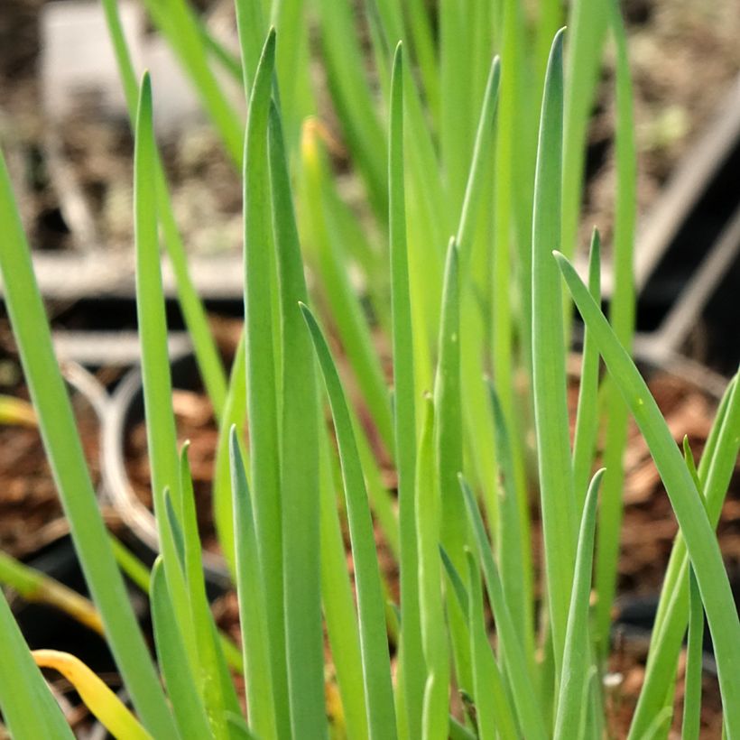 Allium fistulosum - Welsh onion (Foliage)