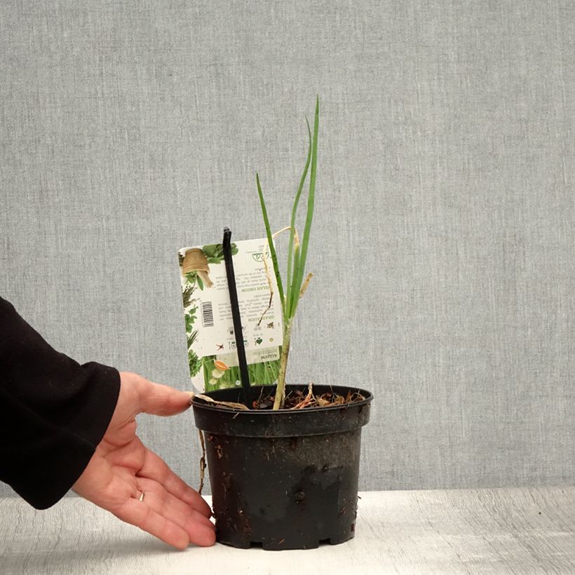 Allium fistulosum - Welsh onion 1.5L/2L pot sample as delivered in summer