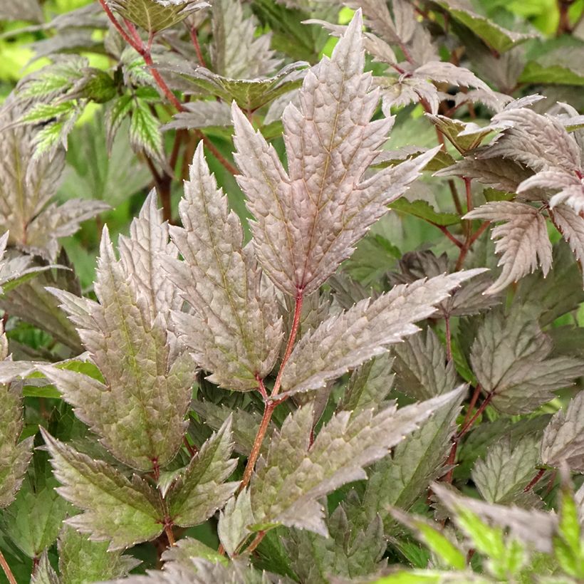 Actaea Queen of Sheba (Foliage)