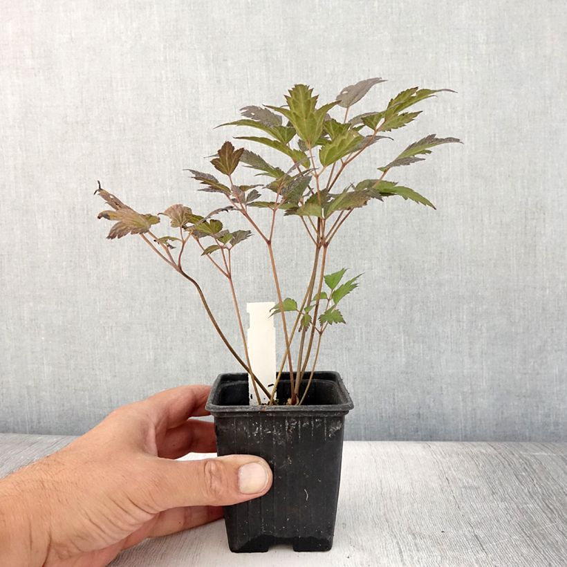 Actaea Queen of Sheba 8/9 cm pot sample as delivered in summer