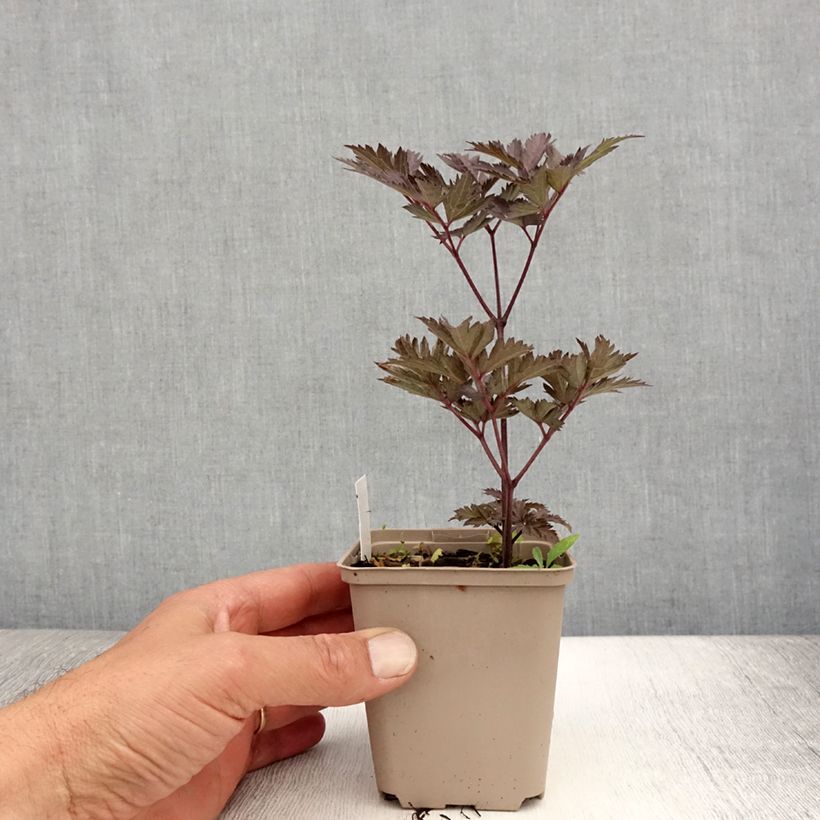 Actaea simplex Chocoholic 8/9 cm pot sample as delivered in summer