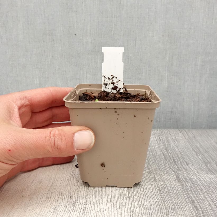 Actaea simplex Chocoholic sample as delivered in spring