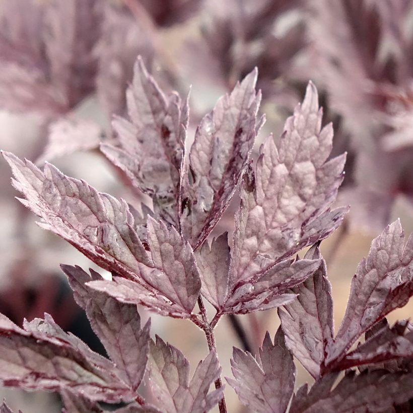 Actaea simplex Chocoholic (Foliage)