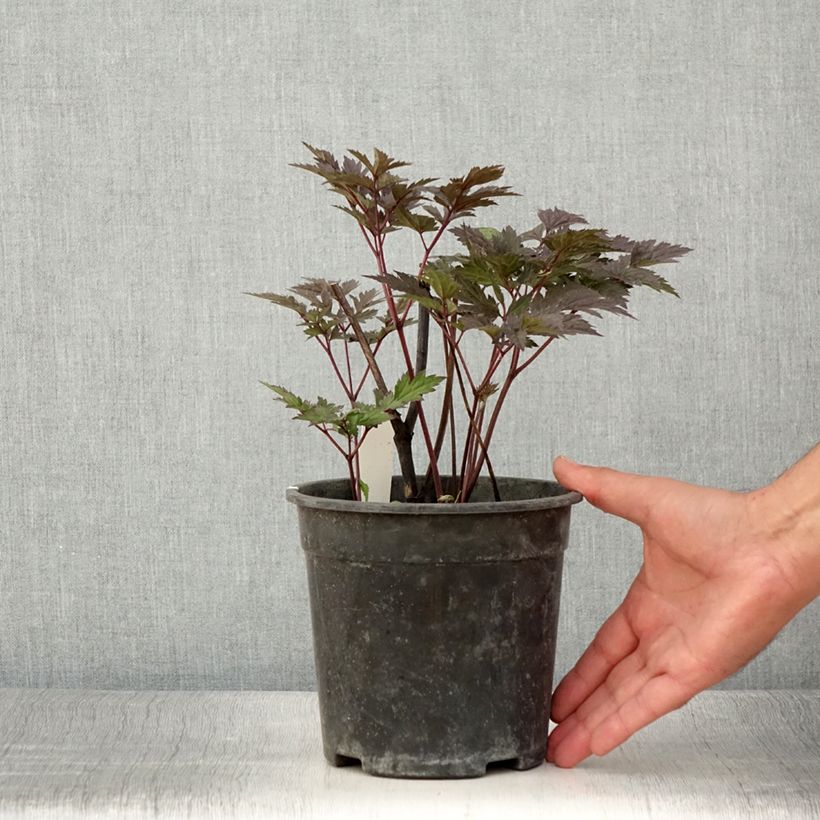 Actaea simplex Chocoholic 2L/3L pot sample as delivered in summer