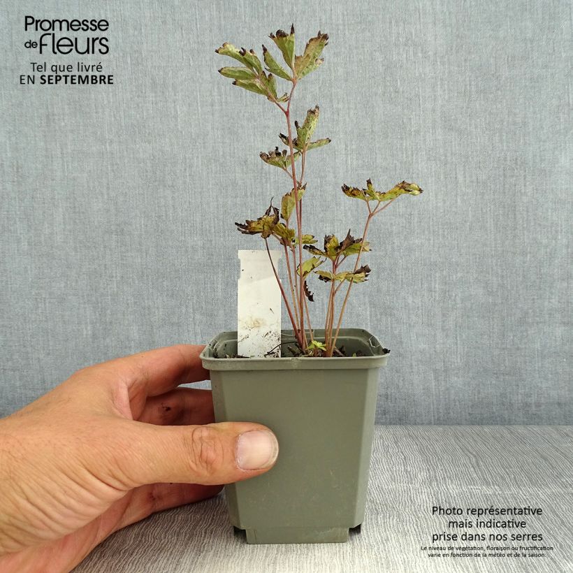 Actea simplex Black Negligee 8/9 cm pot sample as delivered in summer