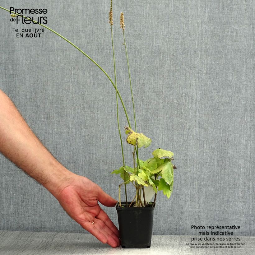 Actaea biternata 8/9 cm pot sample as delivered in summer