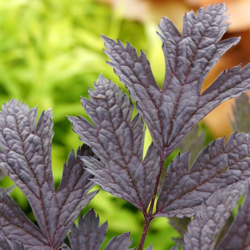 Actaea simplex Carbonella (Foliage)