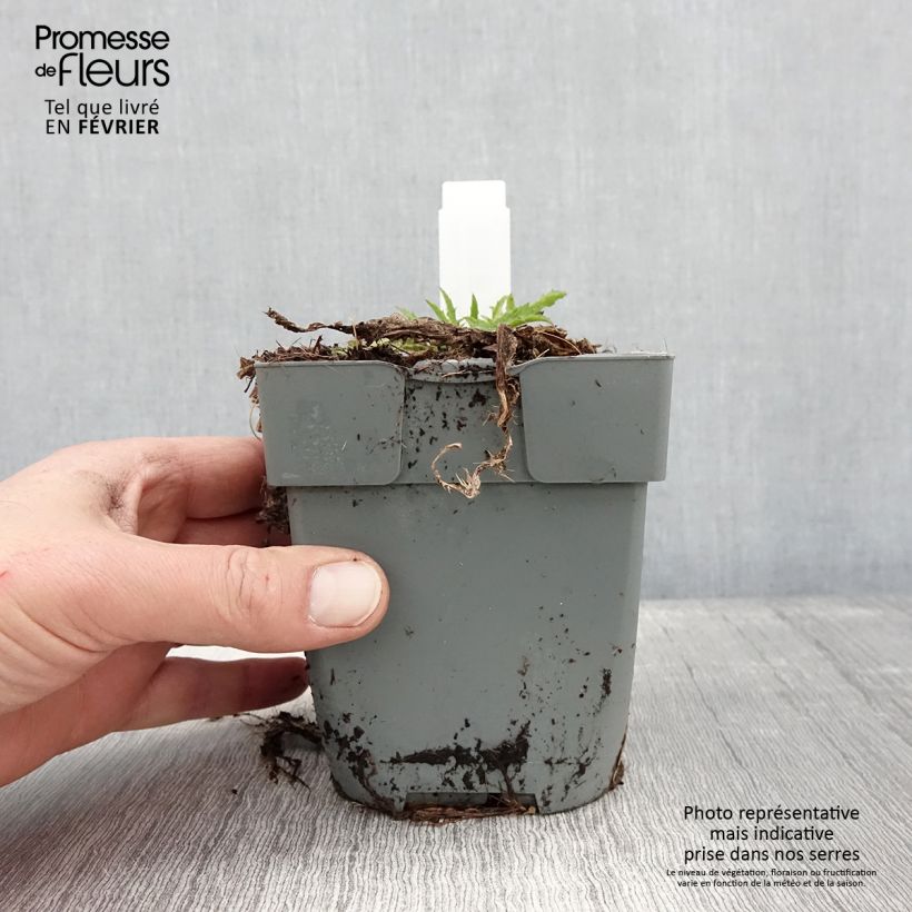 Cirsium rivulare Atropurpureum - Plume Thistle 2L/3L pot sample as delivered in winter