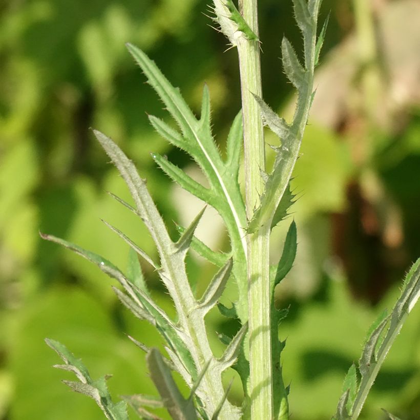 Cirsium rivulare Trevors Blue Wonder - Thristle (Foliage)