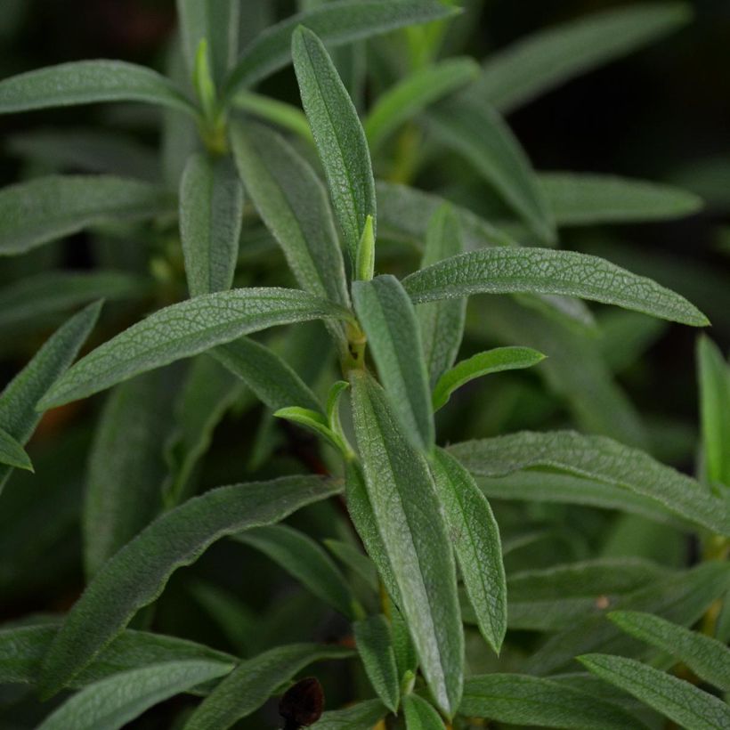 Cistus x purpureus - Rockrose (Foliage)