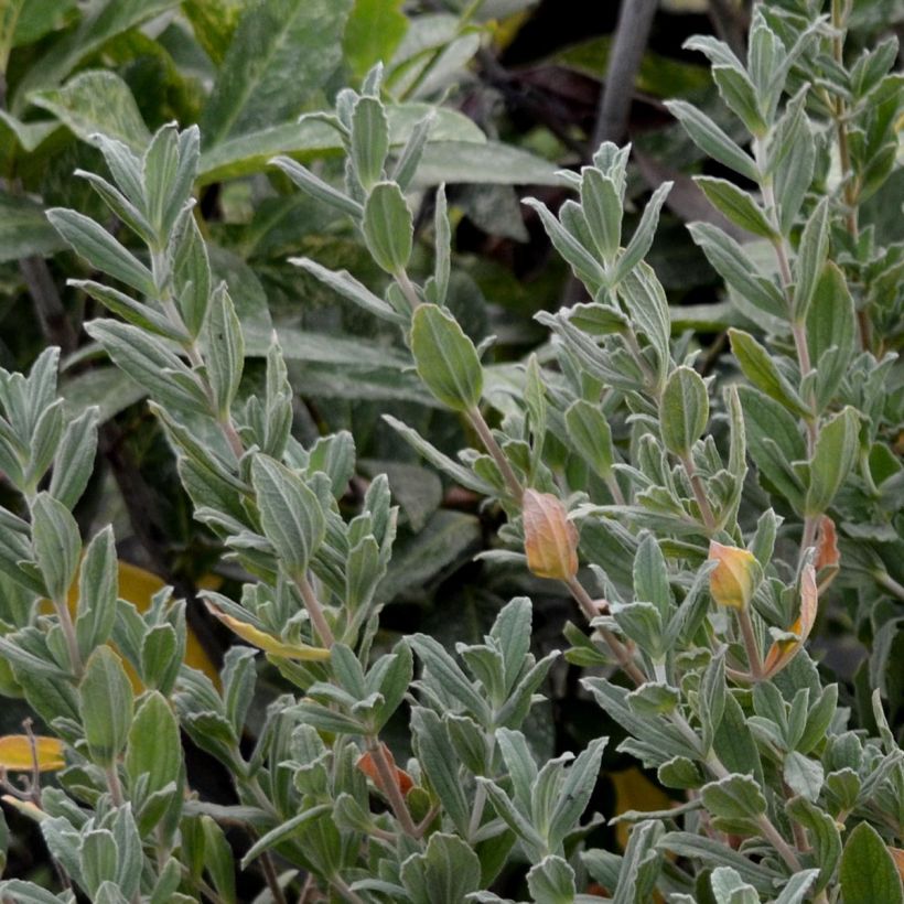Cistus pulverulentus Sunset - Rockrose (Plant habit)