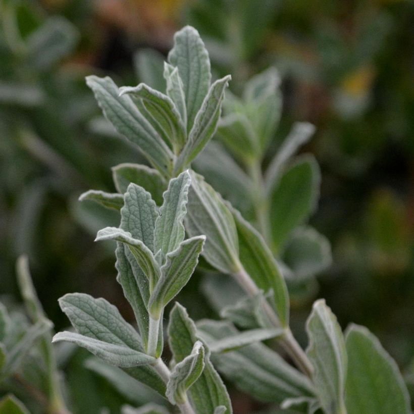 Cistus pulverulentus Sunset - Rockrose (Foliage)