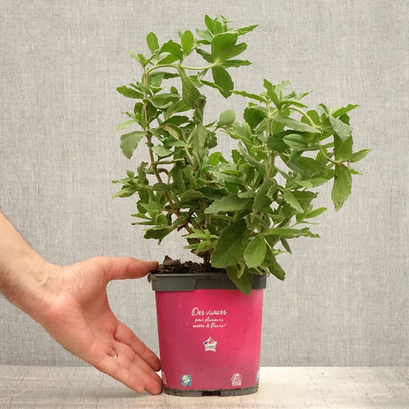 Cistus pulverulentus - Rockrose 2L/3L pot sample as delivered in summer