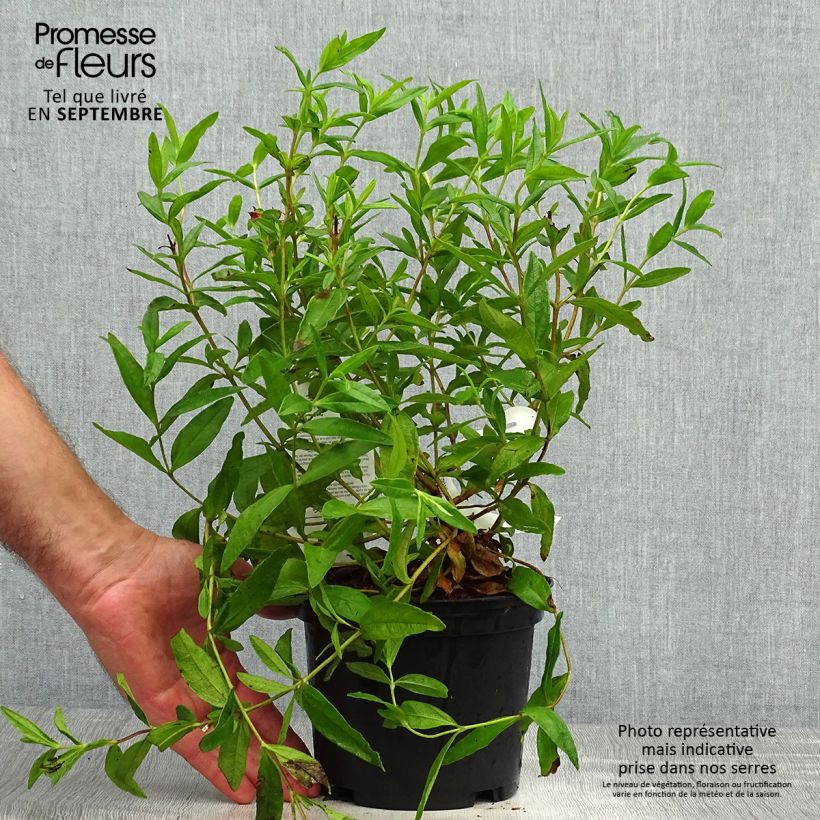 Cistus x loretii - Rockrose 2L/3L pot sample as delivered in autumn