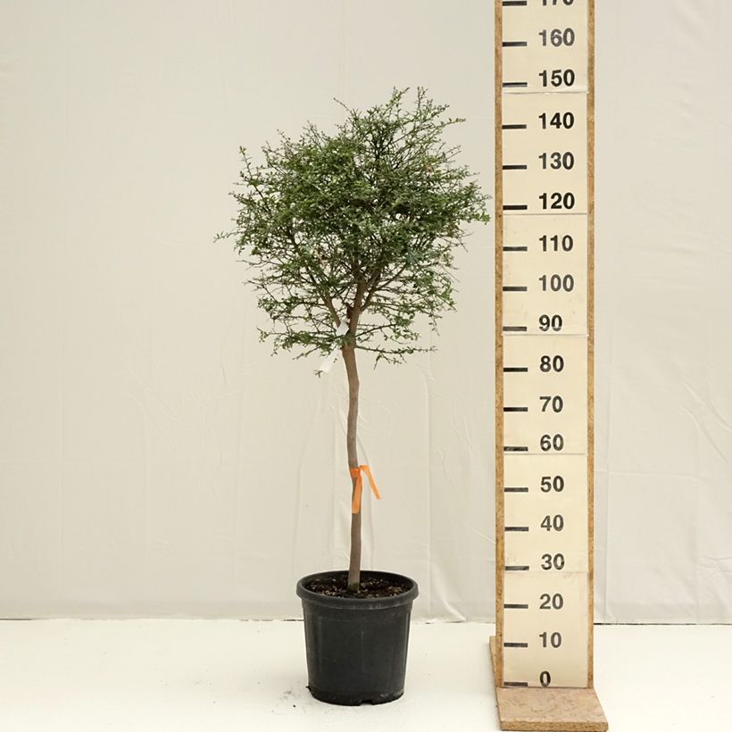 Finger Lime - Microcitrus australasica 18L/20L pot, Half standard sample as delivered in spring