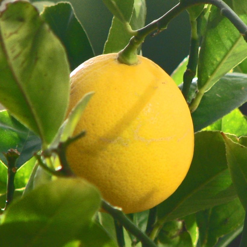 Meyer Lemon Tree - Citrus x meyeri (Harvest)