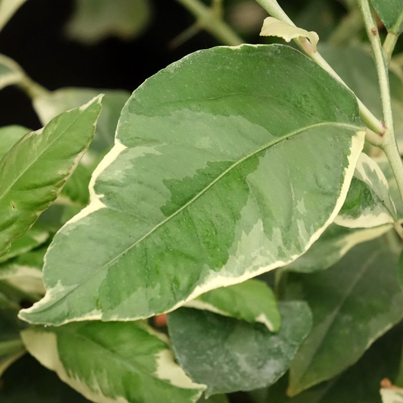 Citrus x limon Variegata - Variegated lemon tree (Foliage)