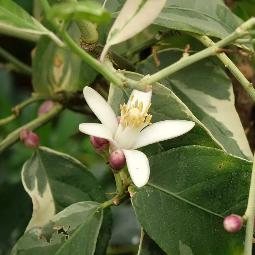Citrus x limon Variegata - Variegated lemon tree (Flowering)