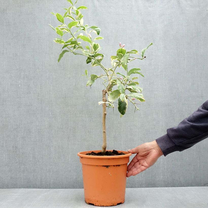 Citrus x limon Variegata - Variegated lemon tree 6L/7L pot, Quarter standard sample as delivered in spring