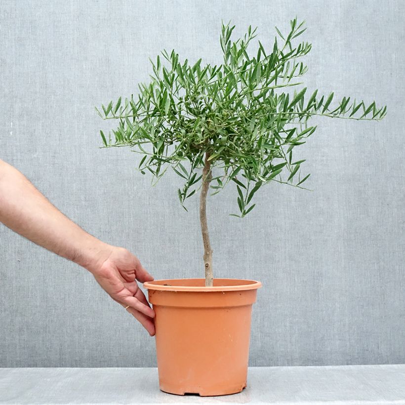 Citrus glauca - Desert lime  6L/7L pot sample as delivered in summer