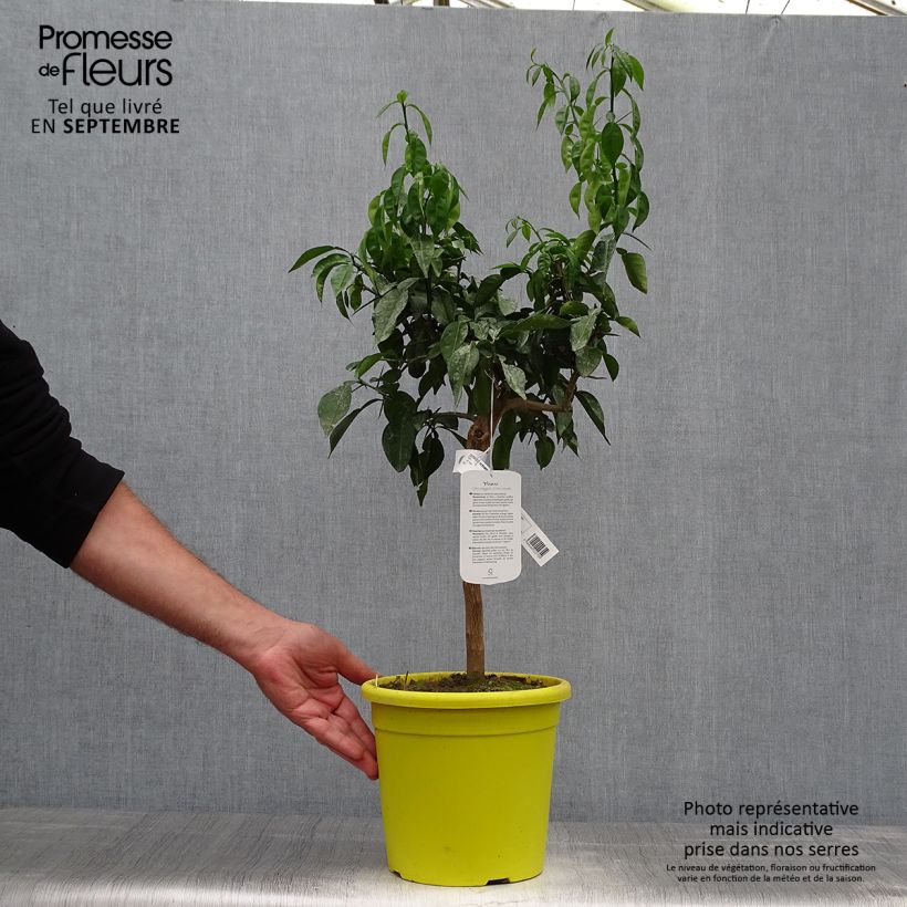 Ichang Papeda - Citrus ichangensis 3L/4L pot, Clump sample as delivered in autumn