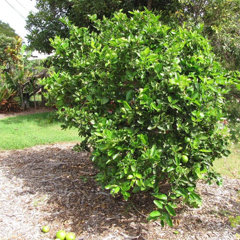 Large Lime - Citrus latifolia (Plant habit)