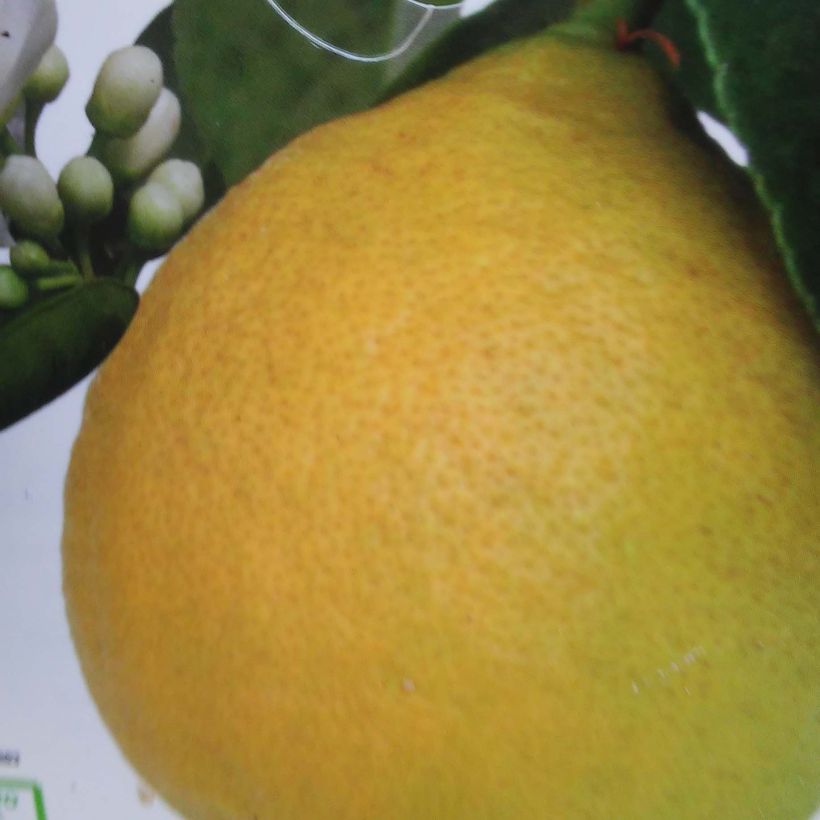 Citrus limon Adamo - Lemon Tree (Harvest)