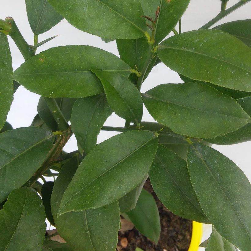 Citrus limon Cerza - Lemon Tree (Foliage)