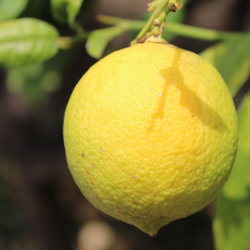Citrus limon Cerza - Lemon Tree (Harvest)