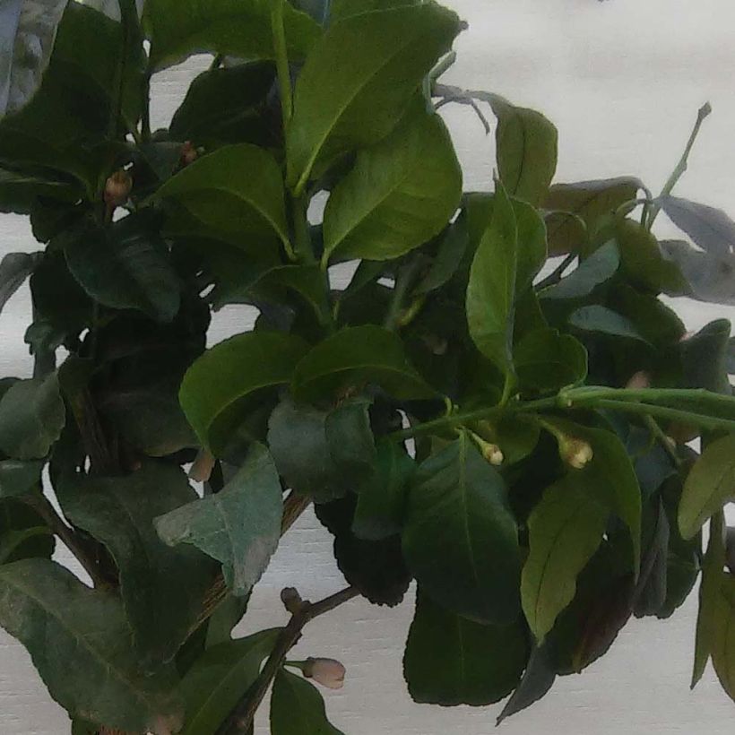 Lemon - Citrus limon Femminello Carrubaro (Foliage)