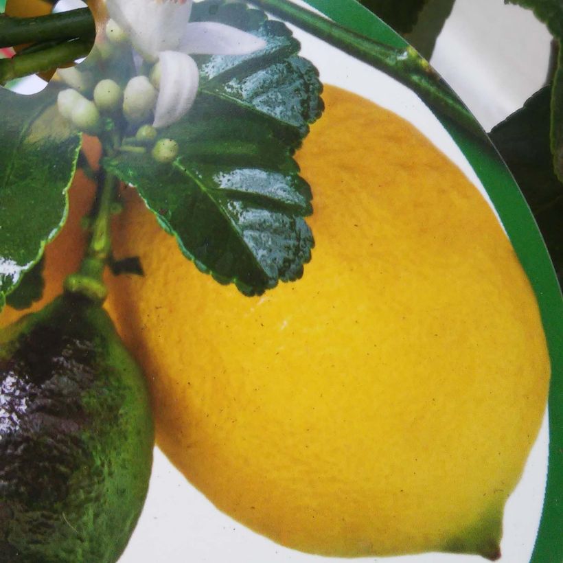 Lemon - Citrus limon Femminello Carrubaro (Harvest)